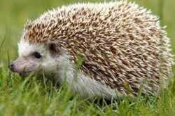 Amazing Hedgehog