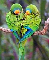Amazing Lovebirds : Love Bird Information And Pictures