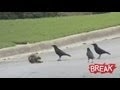 Amazing Squirrel Fights Off Crows - Protects Dead Friend