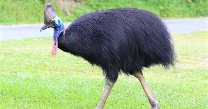 Amazing And Interesting Facts About Birds