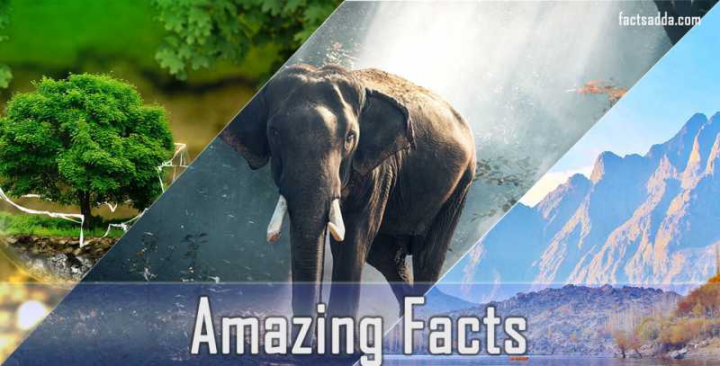 Amazing Facts Of The World » Facts Adda » Collection Of 50 Amzing Facts