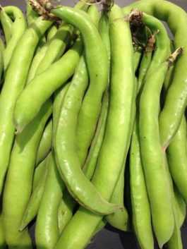 Amazing Health Benefits Of Fava Beans | DailyHealthNeeds.com