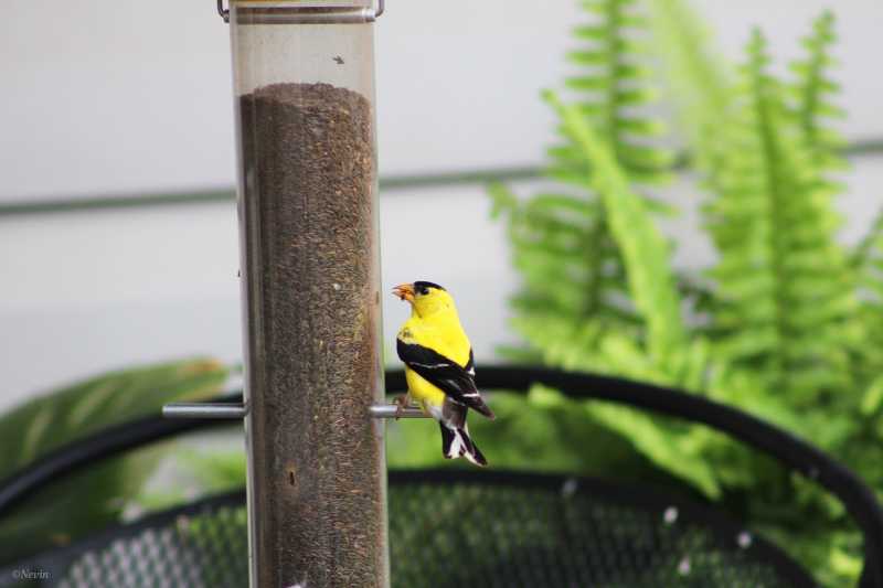 American Goldfinch