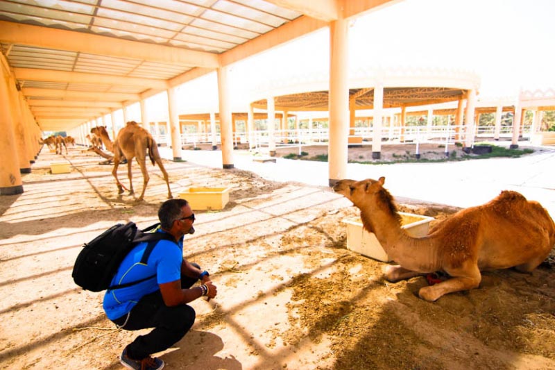 An Eid Morning Drive For Causeways And Camels: Manama, Bahrain - I Am Not Home