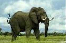 An Elephant Can\