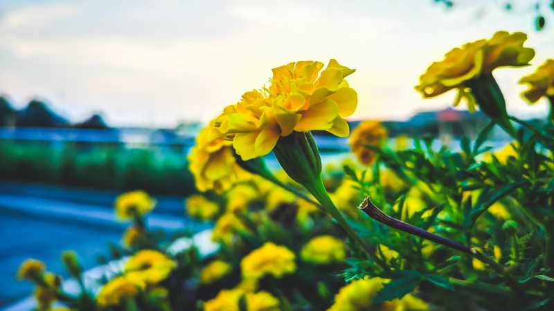 An Evening Stroll By Riverside