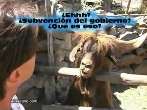 An Ibex Speaks For The Animal Kingdom.