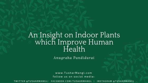 An Insight On Indoor Plants Which Improve Human Health