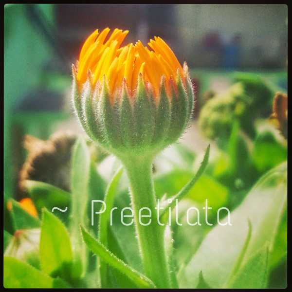 An Invocation To My Muse