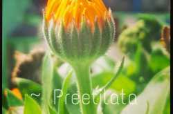 An Invocation to my Muse