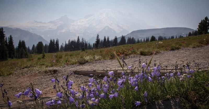 An Afternoon At Mt. Rainier National Park