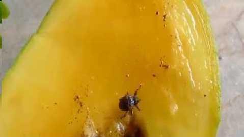 An Insect And A Worm From Nowhere!