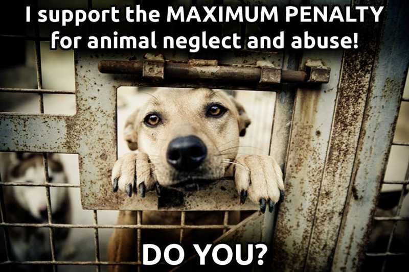An Open Letter To Animal Abusers