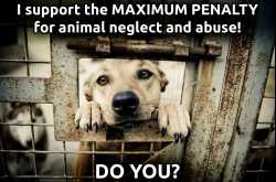 An open letter to animal abusers