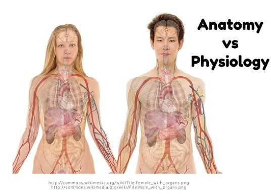Anatomy Vs Physiology | The Differences And Significance