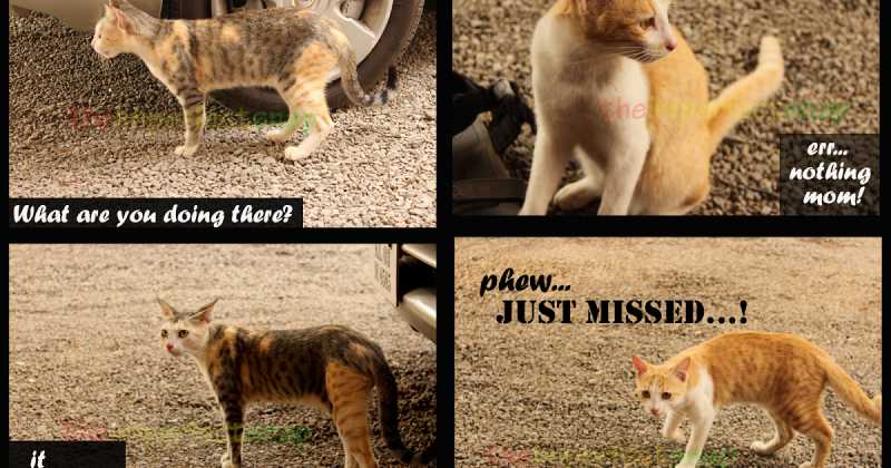 And One Day During Their Photo-shoot...