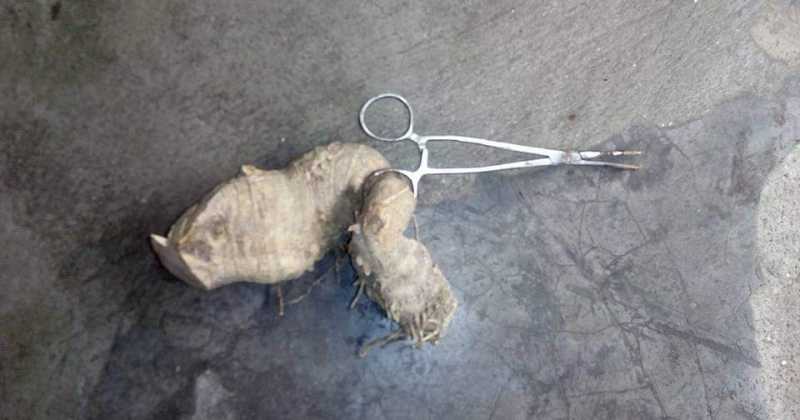 Anecdote: Scissor Inside A Bamboo Root