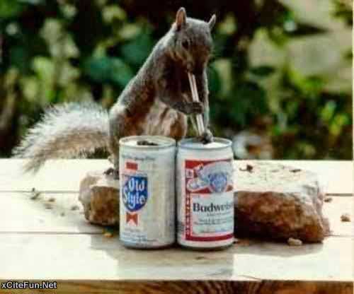 Animal Picture Pile - Naughty Animals