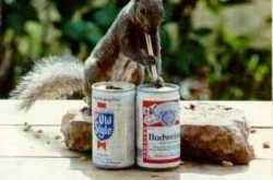 Animal Picture Pile - Naughty animals