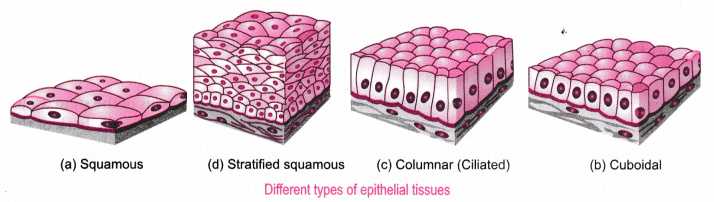 Animal Tissues-Epithelial Tissues | Physics Words