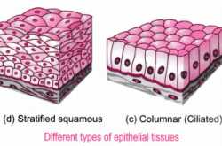Animal Tissues-Epithelial Tissues | Physics Words