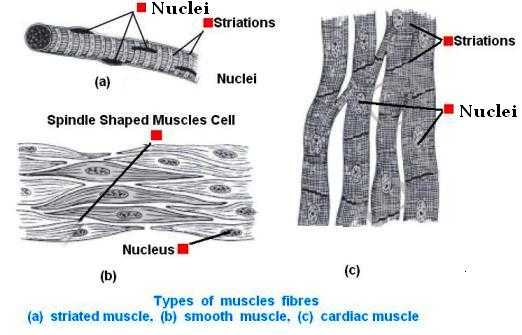 Animal Tissues-Muscle Tissue | Physics Words