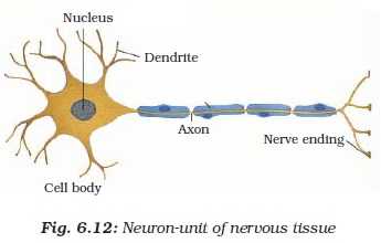 Animal Tissues-Nervous Tissue | Physics Words