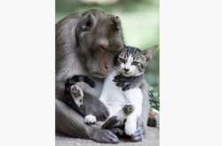 Animals adopted by other animals - 22 heart touching images