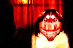 Animals predict death