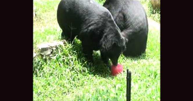 Animals Receive Icy Treats At Khao Kheow Open Zoo