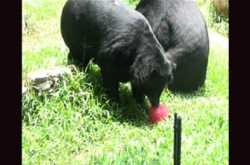 Animals receive icy treats at Khao Kheow Open Zoo