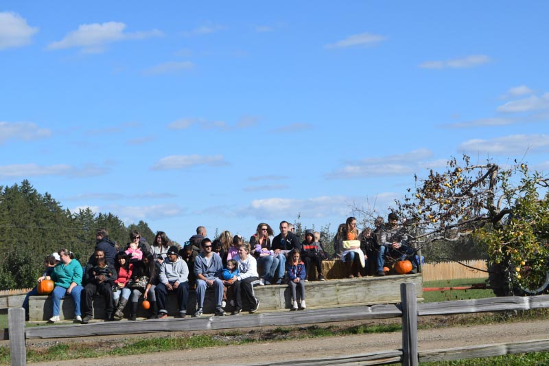 Apple Picking In Troy