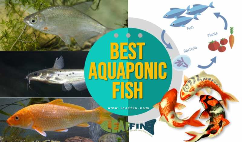 Aquaponic Fish (Top 11 Suitable Species For Every Type Of System)