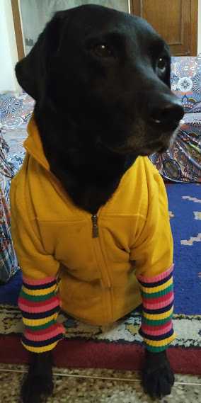 Are You Going For Pet Grooming?