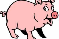 Are You a Non Vegetarian ?