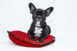 are you preparing to be a dog owner? - pet care tips