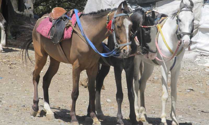 As Majestic As The Horse!