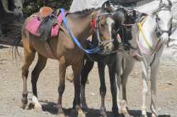 As majestic as the horse!