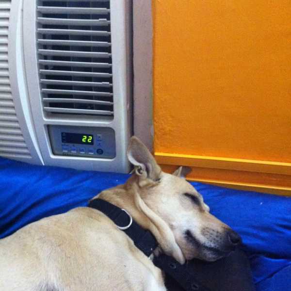 Ashley And Pudsey Make My Day 