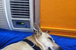 Ashley and Pudsey make my day 