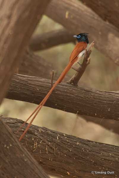Asian Paradise-flycatcher (Terpsiphone Paradisi)