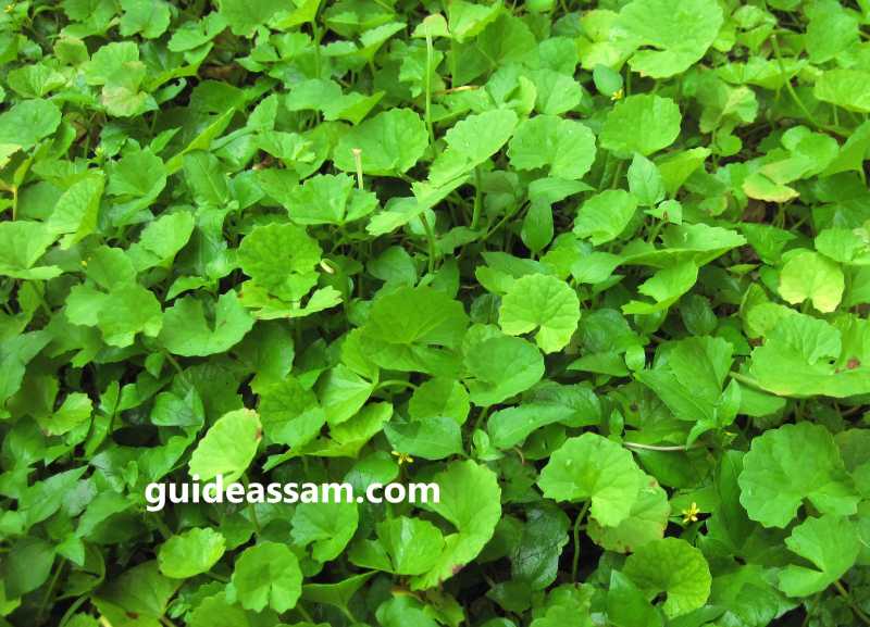 Asian Pennywort (Assamese - Manimuni) Special Recipe In Assam