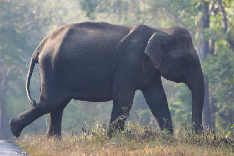 Asiatic Elephants