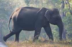 Asiatic Elephants