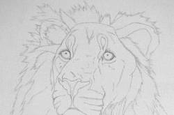 Asiatic Lion Portrait - Wildlife Art Painting Process