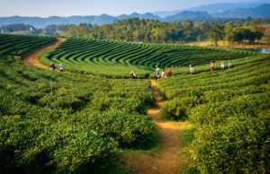 Assam Where And What To See ? (Guide Assam )