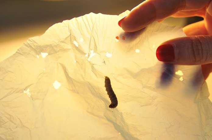 At Last Plastic Eating Worms Came Into Existence - Plastic Problem