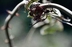 Attracted to complexity