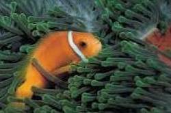 Australian tropical fish migrating owing to climate change...