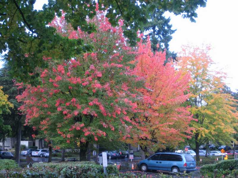 Autumn In Seattle